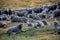 Merino Sheeps in the Torres Del Paine National Park, Patagonia
