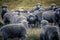 Merino Sheeps in the Torres Del Paine National Park, Patagonia