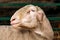 Merinolandschaf or Merino breed of domestic sheep in farm pen