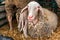 Merinolandschaf or Merino breed of domestic sheep in farm pen