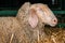 Merinolandschaf or Merino breed of domestic sheep in farm pen