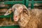 Merinolandschaf or Merino breed of domestic sheep in farm pen