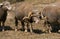 Merinos d`Arles Sheep, a French Breed, Ram with Ewe