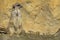 Merkat suricata