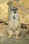 Merkat suricata