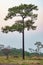A Merkus pine tree in an open field