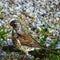 Merle as the most common inhabitant of European forests and parks in the cities. Eurasian blackbird Turdus merula female, on white