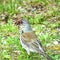 Merle as the most common inhabitant of European forests and parks in the cities. Eurasian blackbird Turdus merula female, on white