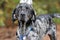 Merle Bluetick Coonhound dog outside on leash