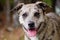 Merle Catahoula Cattledog Dog