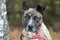 Merle Catahoula and Heeler mix breed dog with pink collar