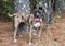 Merle Catahoula and Heeler mix breed dog with pink collar panting