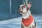 Merle colored French Bulldog dog wearing red neckerchief with copy space