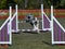 Merle coloured Border Collie jumps over the hurdles on a dog agility trial.