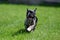 Merle French Bulldog puppyruning in the grass
