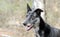 Merle Greyhound mixed breed dog