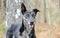 Merle Greyhound mixed breed dog