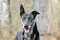 Merle Greyhound mixed breed dog