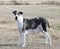 Merle Mantle Female Great Dane