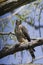 The Merlin Falco columbarius, juvenile bird.