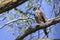 The Merlin Falco columbarius, juvenile bird.