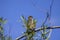 The Merlin Falco columbarius, juvenile bird.