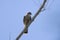 The Merlin Falco columbarius, juvenile bird.