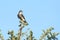 Merlin (Falco columbarius) in a tree