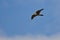 Merlin Falcon Flying in a Blue Sky