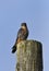 Merlin falcon hawk sits perched on hydro pole hunting for prey