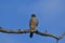 Merlin Hawk perched in a tree