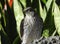 Merlin Hawk Posing on a rock