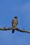 Merlin hawk sits perched in a dead tree