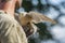 Merlin `pigeon hawk` Falco columbarius