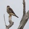 Merlin in a tree in winter looking at me