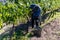 Merloc Sauvignon grape harvester in Mendoza, Argentina
