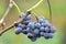 Merlot cluster with rotten grapes on a vine. Selective focus