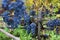 Merlot clusters in a vineyard during the vine harvesting in Bulgaria. Selective focus