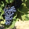 Merlot red wine grapes French vineyard burgundy