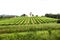 Merlot and Sangiovese vineyard in the Italian countryside. Umbria