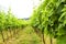 Merlot and Sangiovese vineyard in the Italian countryside. Umbria