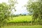 Merlot and Sangiovese vineyard in the Italian countryside. Umbria