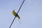 Meropidae bird on a cable with a sky background