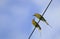 Meropidae bird on a cable with a sky background