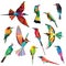 Meropidae birds set