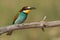 Merops apiaster bee-eater