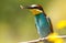 Merops apiaster, common bee-eater. With a bee in its beak