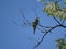 Merops apiaster couple spotted on tree branch in Germany