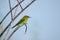 Merops orientalis, green bee-eater