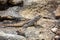 Merrem\\\'s Madagascar swift, Oplurus cyclurus, Andringitra National Park. Madagascar wildlife